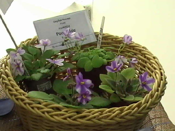 DVC01673.JPG