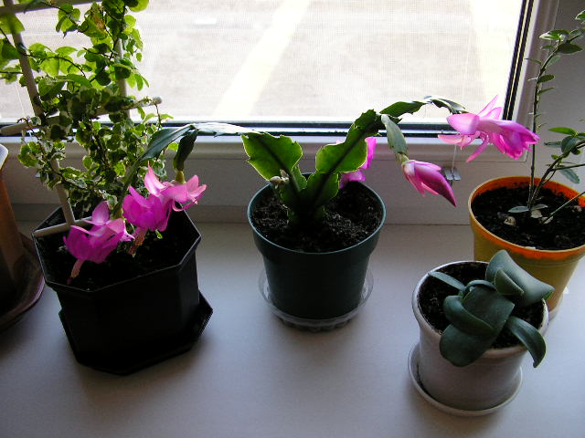 P3290443.JPG