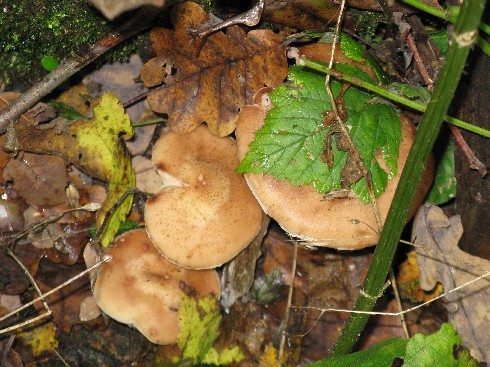 IMG_3285.JPG