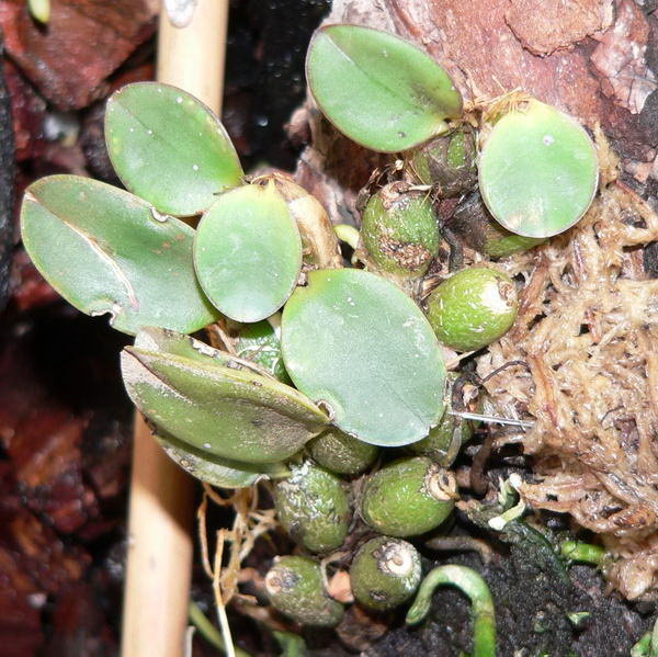 brevipendiculata.jpg