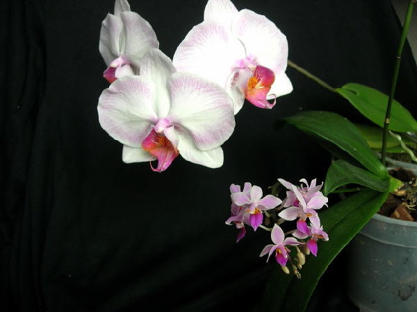 DSCN46381.JPG