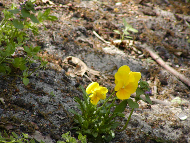 P1010021.JPG