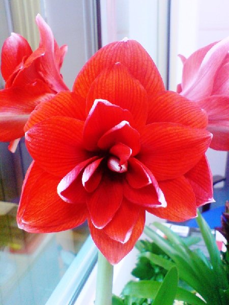 Red Charm1.jpg