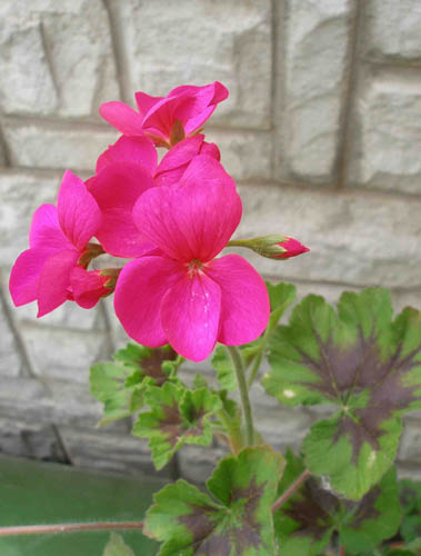 P5310034_1а.jpg