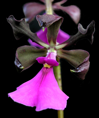 yhst-84809.jpg