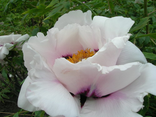 pion b 5.jpg