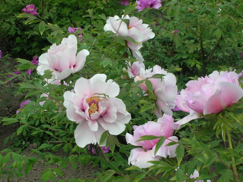 pion b 6.jpg