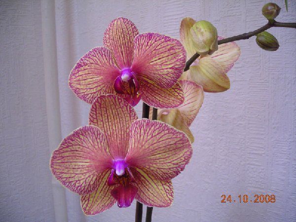 DSCN0118ум.jpg
