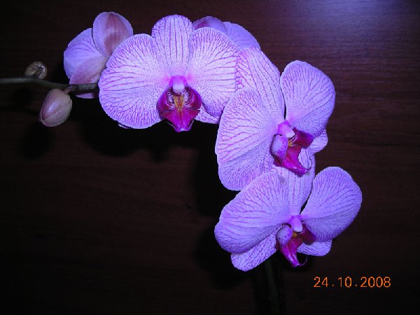 DSCN0124ум.jpg