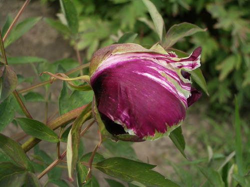 pion k 4.jpg