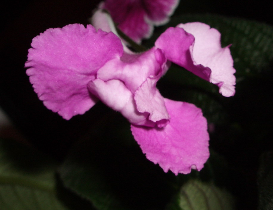 streps Rosebud.jpg