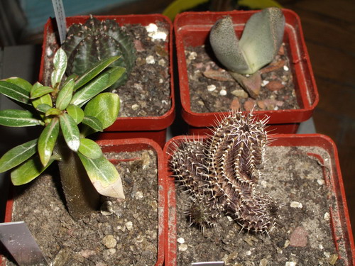 succ 2006 05 26.jpg