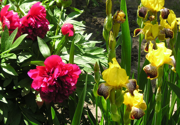 pion iris 1.jpg