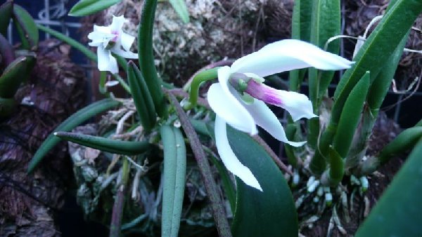 L. bicolor
