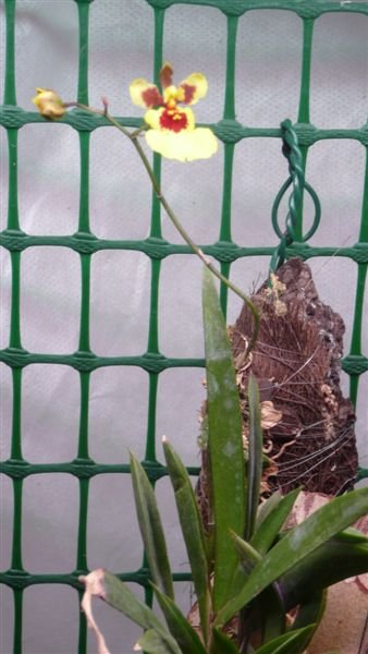 Onc. Tsiku Vanessa