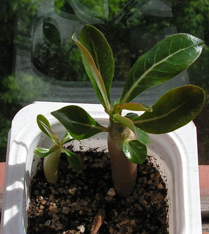 adeniums_sm1.jpg
