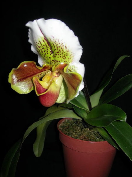 DSCN4684.JPG