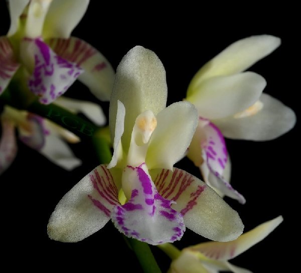 Sederia japonica