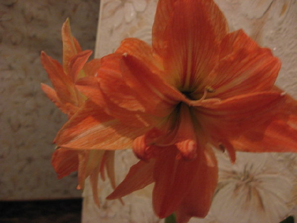 IMG_1322.JPG