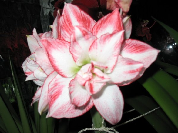 Flover.JPG