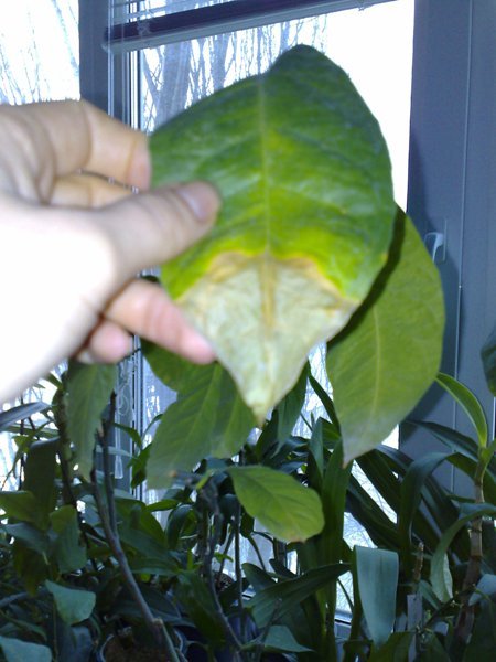 07012009307.jpg