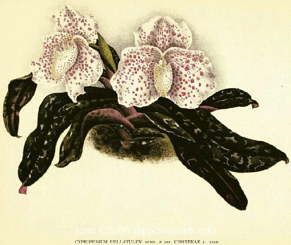 Lindenia1898(14)665(bellatulumC).jpg
