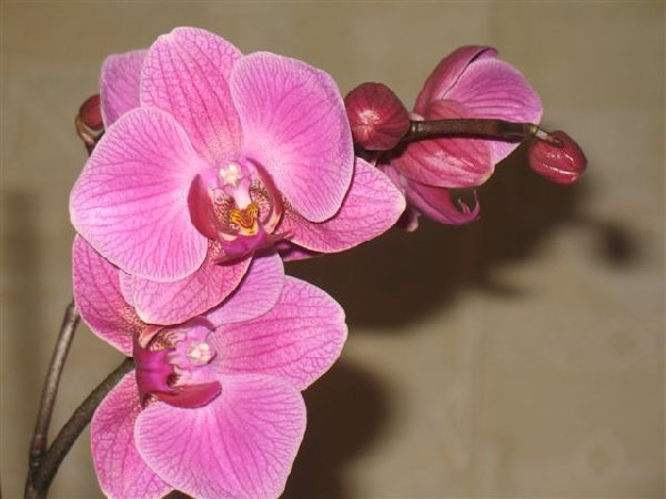 IMG_6270.jpg