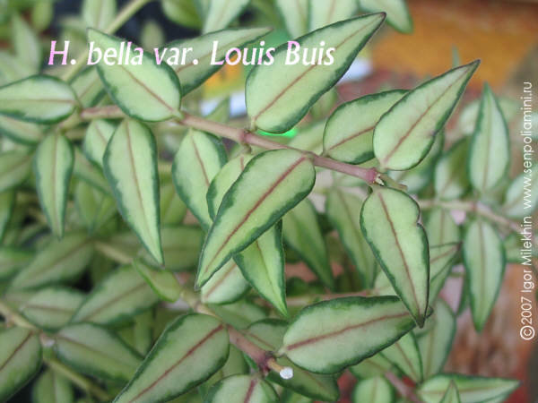 H_bella_LouisBuis02e.jpg