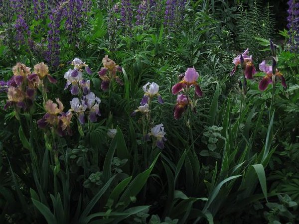 iris1.JPG