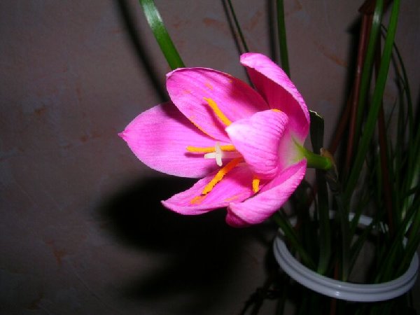 DSCN0132132.jpg