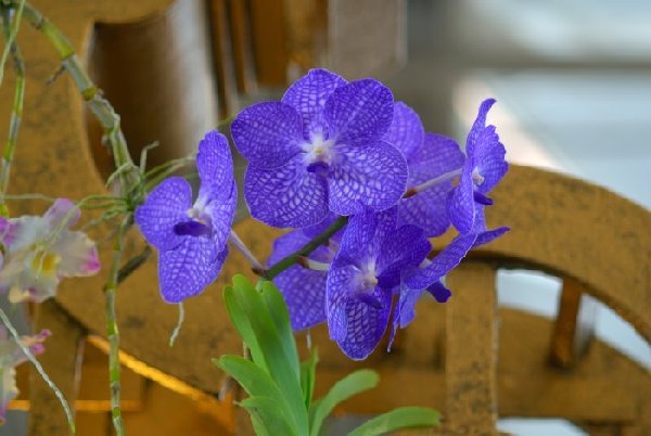 vandapakchongbluedevera_133.jpg