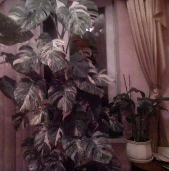 Photo-0589.jpg