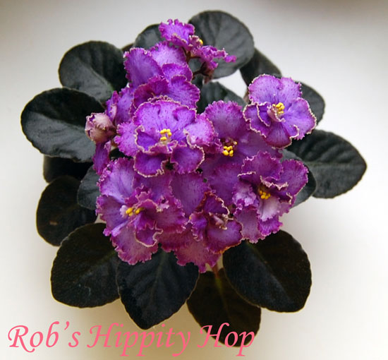 Rob's-Hippity-Hop2.jpg