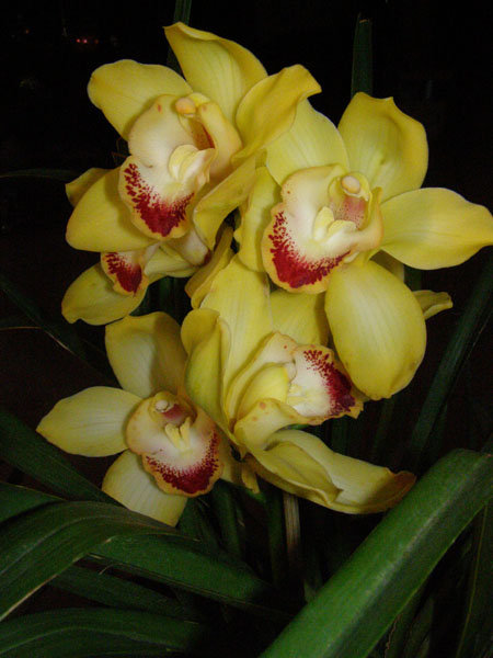 cveti 029.jpg
