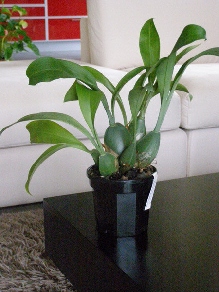 cveti 004.jpg