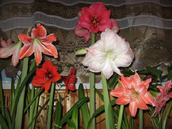 IMG_1370.JPG