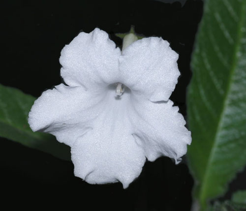 LacySnowflake.jpg