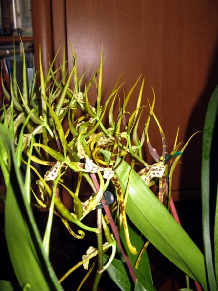 brassia.jpg