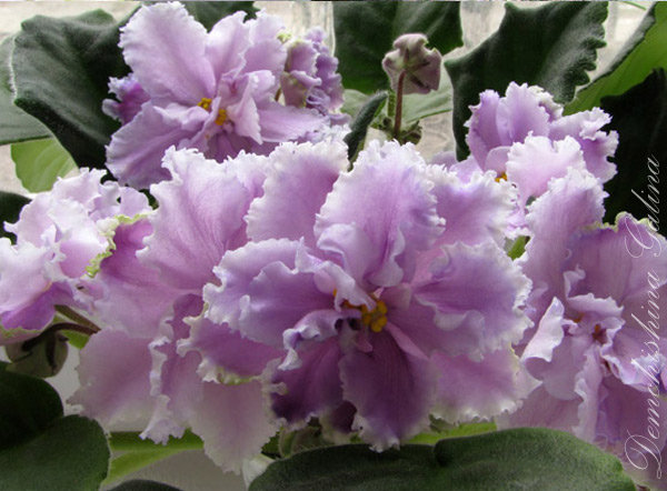 Luisiana_Lilyleby_s.jpg