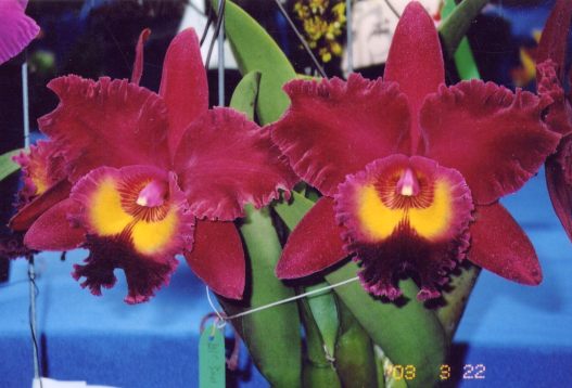 CM08A.jpg