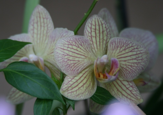 phal1_2.JPG
