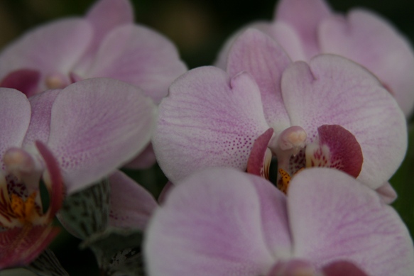 phal2_2.JPG
