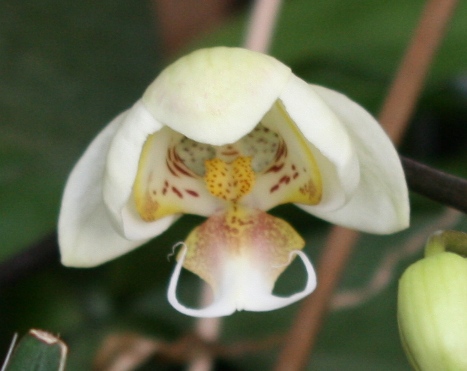 phal4_1.JPG