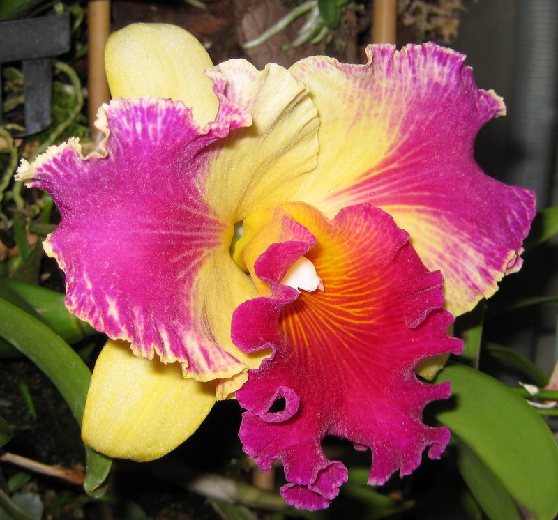 Blc. Moscombe x Waikiki Sunset "Fragrance"