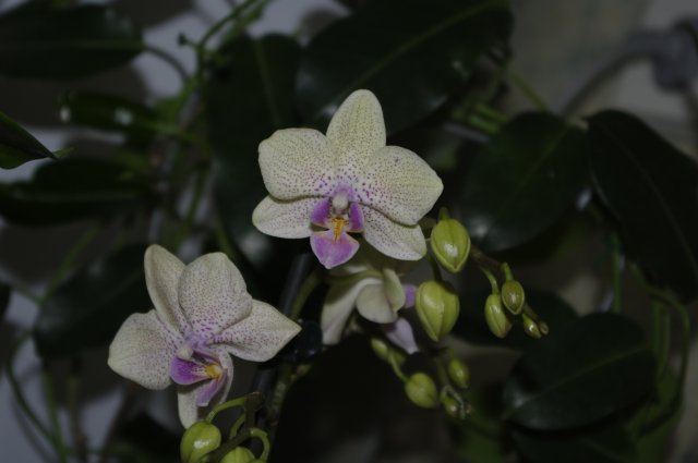 _IGP6357.jpg