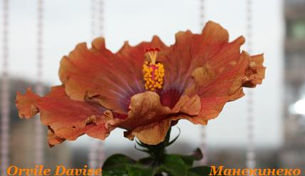 IMG_0898 170309.jpg