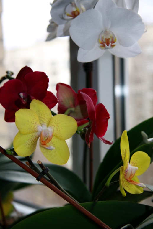 phals.jpg