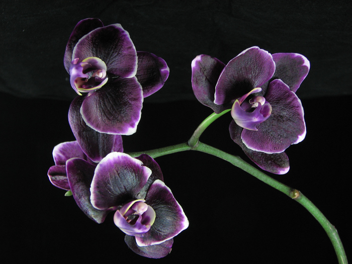 phal.hibr..jpg