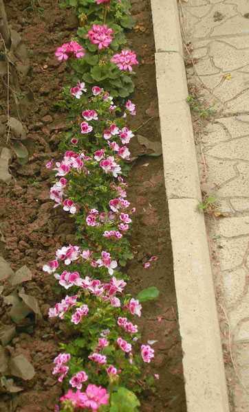 P7170394_1_1а_1.jpg