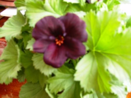 PICT04107.JPG